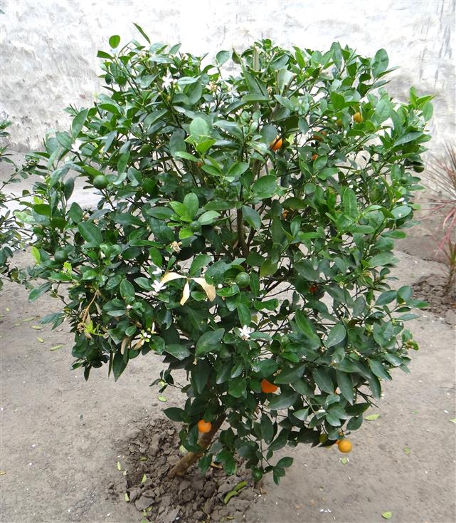 Citrus japonica